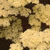 Achillea 'Anthea', flowers