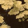Achillea 'Anthea', flowers