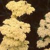 Achillea 'Anthea', flowers
