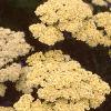 Achillea 'Anthea', flowers