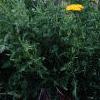 Achillea filipendula 'Carter's Yellow', habit