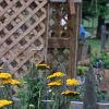 Achillea filipendula 'Carter's Yellow', habit