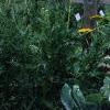 Achillea filipendula 'Carter's Yellow', habit