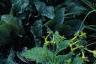 Achillea filipendula 'Carter's Yellow', habit