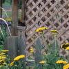 Achillea filipendula 'Carter's Yellow', habit
