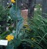 Achillea filipendula 'Carter's Yellow', habit