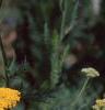 Achillea filipendula 'Carter's Yellow', flowers