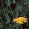 Achillea filipendula 'Carter's Yellow', flowers
