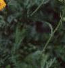 Achillea filipendula 'Carter's Yellow', flowers