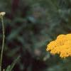 Achillea filipendula 'Carter's Yellow', flowers