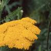 Achillea filipendula 'Carter's Yellow', flowers