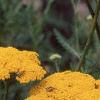 Achillea filipendula 'Carter's Yellow', flowers
