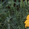 Achillea filipendula 'Carter's Yellow', flowers