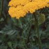 Achillea filipendula 'Carter's Yellow', flowers