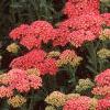 Achillea millefolium 'Heidi', habit