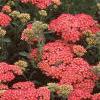 Achillea millefolium 'Heidi', habit
