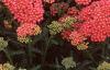 Achillea millefolium 'Heidi', habit