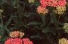Achillea millefolium 'Heidi', habit