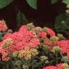 Achillea millefolium 'Heidi', habit