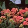 Achillea millefolium 'Heidi', habit