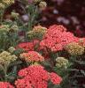 Achillea millefolium 'Heidi', habit