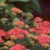 Achillea millefolium 'Heidi', habit