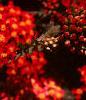 Achillea millefolium 'Paprika', flowers