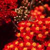 Achillea millefolium 'Paprika', flowers