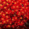 Achillea millefolium 'Paprika', flowers