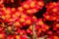 Achillea millefolium 'Paprika', flowers