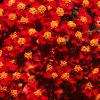 Achillea millefolium 'Paprika', flowers
