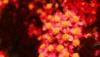 Achillea millefolium 'Paprika', flowers