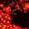 Achillea millefolium 'Paprika', flowers