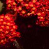 Achillea millefolium 'Paprika', flowers