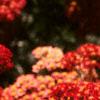Achillea millefolium 'Paprika', flowers