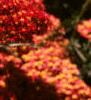 Achillea millefolium 'Paprika', flowers