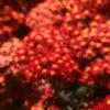 Achillea millefolium 'Paprika', flowers