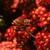 Achillea millefolium 'Paprika', flowers
