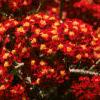 Achillea millefolium 'Paprika', flowers
