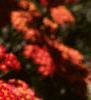 Achillea millefolium 'Paprika', flowers