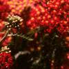 Achillea millefolium 'Paprika', flowers