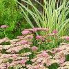 Achillea 'Pretty Belinda', habit