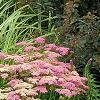 Achillea 'Pretty Belinda', habit