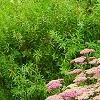 Achillea 'Pretty Belinda', habit