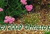 Achillea 'Pretty Belinda', habit