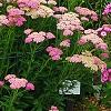 Achillea 'Pretty Belinda', habit