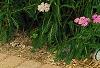 Achillea 'Pretty Belinda', habit