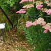 Achillea 'Pretty Belinda', habit