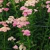 Achillea 'Pretty Belinda', habit