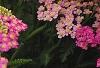 Achillea 'Pretty Belinda', flowers